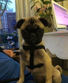 巴哥爆料最新人物,揭秘娱乐圈新晋人气明星的崛起之路